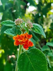 Lantana horrida