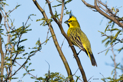 Gubernatrix cristata