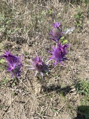Eryngium leavenworthii