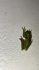 Boana rufitela
