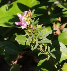 Lespedeza virginica
