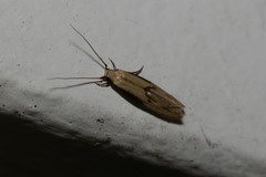 Pigritia