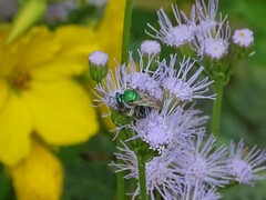 Augochloropsis metallica