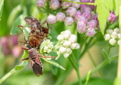 Apiomerus spissipes