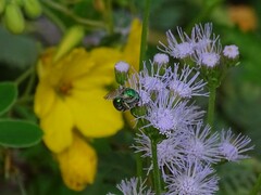 Augochloropsis metallica