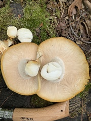 Neolentinus