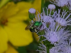 Augochloropsis metallica