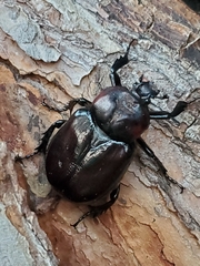 Osmoderma subplanata