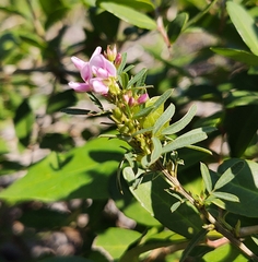 Lespedeza virginica