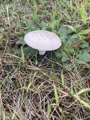 Leucoagaricus leucothites