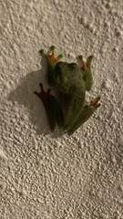 Boana rufitela