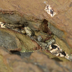Sypharochiton pelliserpentis