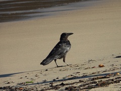 Corvus corone orientalis