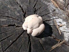 Laetiporus gilbertsonii