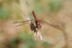 Sympetrum pallipes