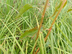 Rumex britannica