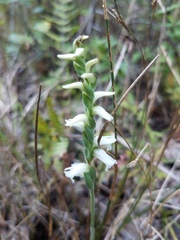 Spiranthes cernua