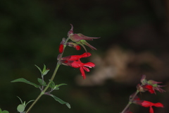 Salvia fulgens