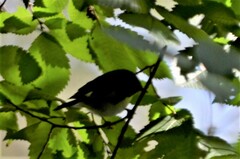 Setophaga caerulescens