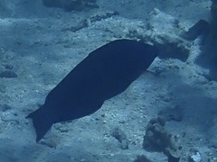 Acanthuridae