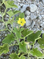 Cucumis melo