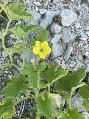 Cucumis melo