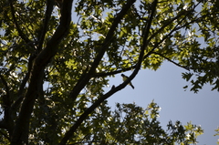 Setophaga caerulescens