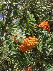 Sorbus scopulina