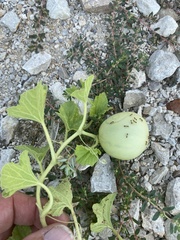 Cucumis melo