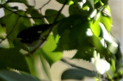 Setophaga caerulescens