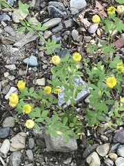 Trifolium aureum