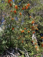 Sorbus scopulina