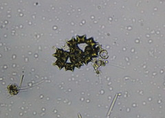 Hydrodictyaceae