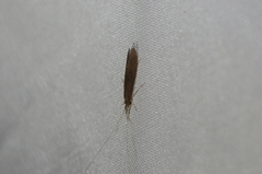 Oecetis