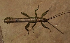 Prisopus