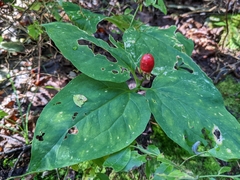 Trillium undulatum