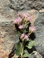 Ageratina occidentalis