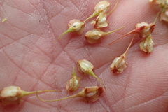 Rumex britannica