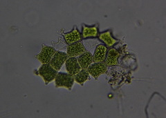 Hydrodictyaceae