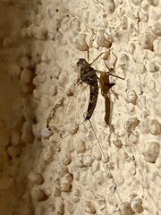 Callibaetis