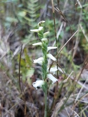 Spiranthes cernua