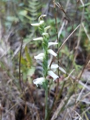 Spiranthes cernua