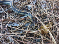 Thamnophis atratus