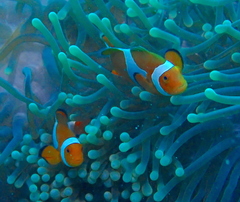 Amphiprion ocellaris