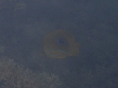 Chaetodon bennetti