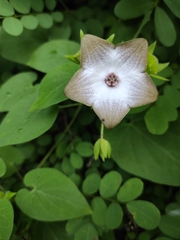 Polystemma guatemalense