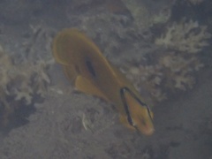 Chaetodon bennetti