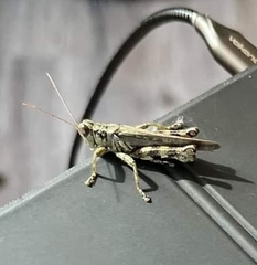 Melanoplus punctulatus