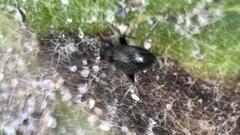 Microtechnites bractatus