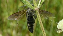 Pygodasis quadrimaculata